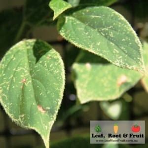 Whitefly control methods - Leaf, Root & Fruit Gardening Services