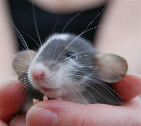 Cute Dumbo Rat Baby Cute Animals Pet Rats Pet Mice