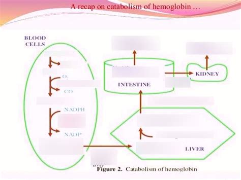 Bilirubin Metabolism Image And Questions Diagram Quizlet