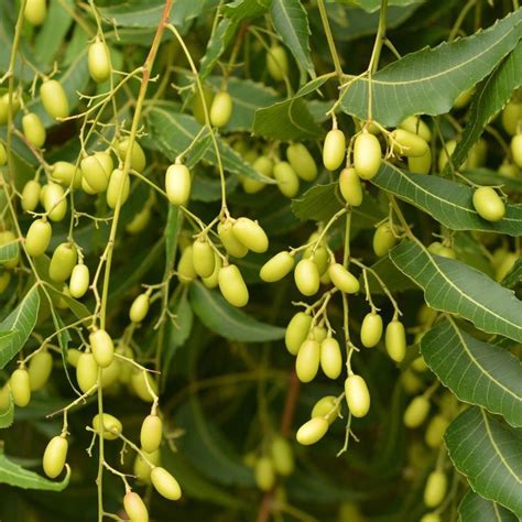 Neem Tree Seeds Azadirachta Indica Treemargosa Tree Seeds Etsy