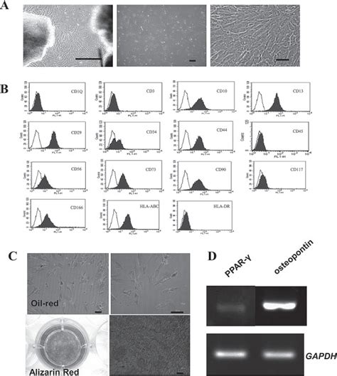 Human Umbilical Cord Mesenchymal Stem Cells Support Nontumorigenic