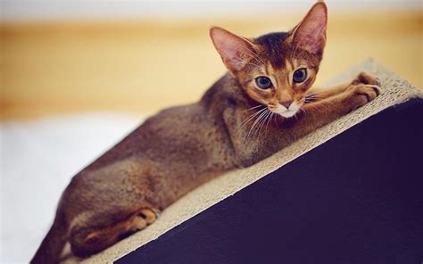 Exploring The Abyssinian Cat Breed Traits Profile And Personalities