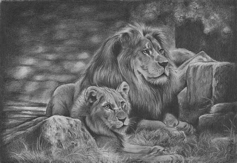 Lion Family Drawing at PaintingValley.com | Explore collection of Lion Family Drawing