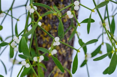 The European Mistletoe Growing On A Apple Tree Stock Image Image Of