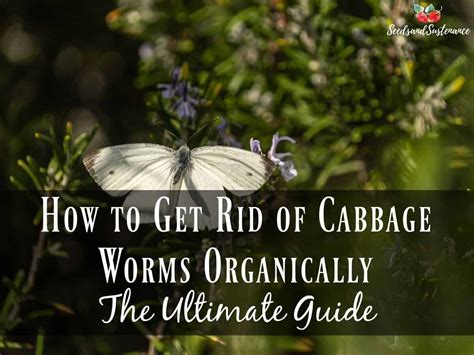 How To Get Rid Of Cabbage Worms Organically Seeds And Sustenance