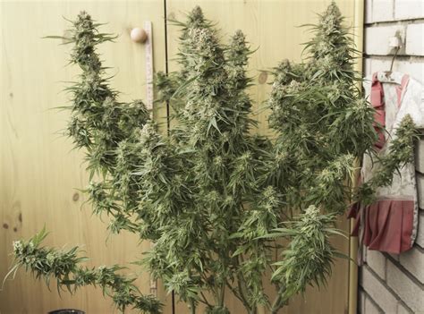 Strain Gallery Jack Herer Sensi Seeds Pic By