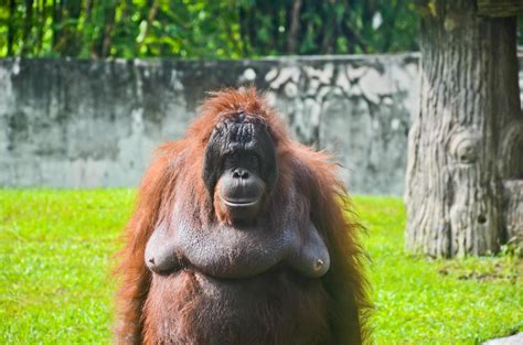 Female Orangutan Standing At The Zoo 23007547 Stock Photo At Vecteezy