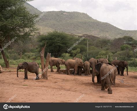 Feeding Time Reteti Elephant Orphanage Northern Kenya Morning Feeding ...