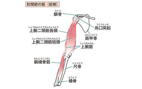 腕の筋肉を解説！名前や鍛え方│上腕二頭筋・上腕三頭筋・腸腰筋など 健康 ×スポーツ『melos』