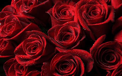 Dark Red Roses Wallpaper 59 Images