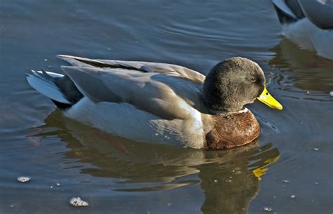 Mallard Variations