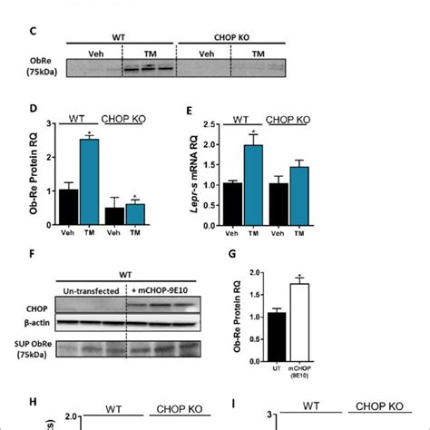 C Ebp Homologous Protein Chop Is A Positive Regulator Of Lepr