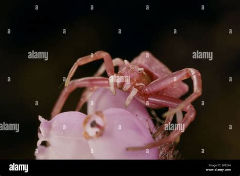 Pink Crab Spider Hi Res Stock Photography And Images Alamy