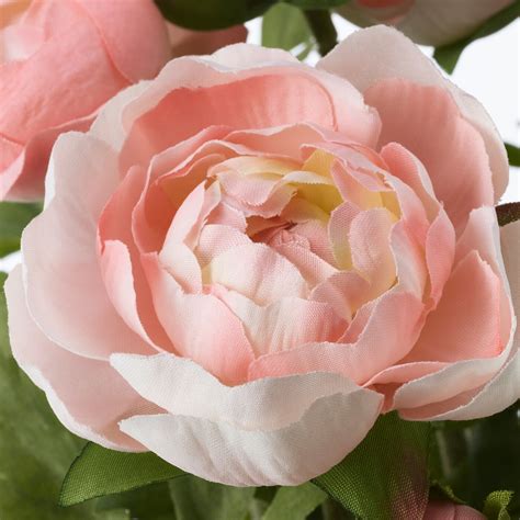 Piante Dainterno Con Fiori Rose Datura L Incredibile Fiore