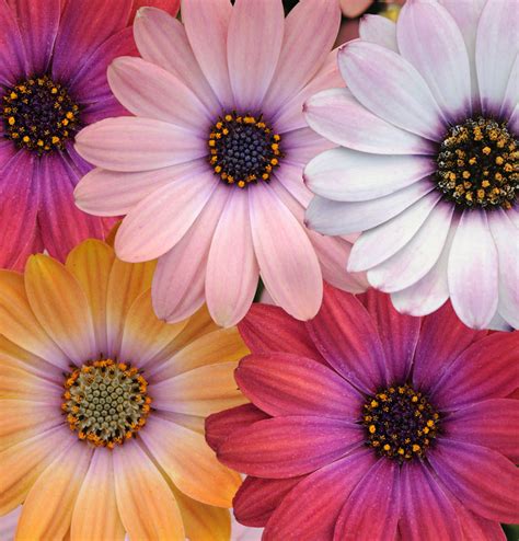 Osteospermum Sunset Pohlmans The Plant People Phone 07 5462 0477