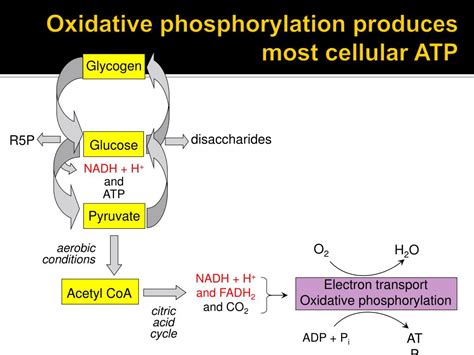 Ppt Oxidative Phosphorylation Powerpoint Presentation Free Download