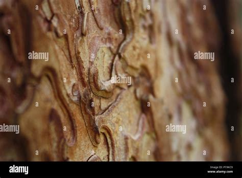 Ponderosa Pine Tree Bark Hi Res Stock Photography And Images Alamy