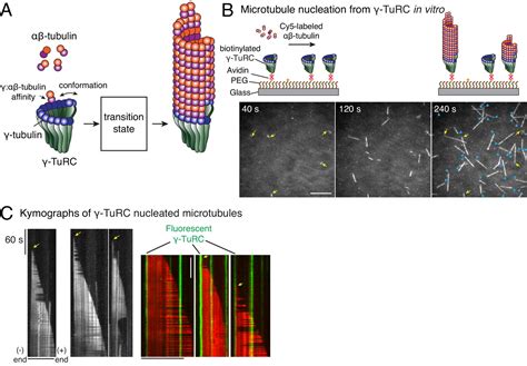 The transition state and regulation of γ TuRC mediated microtubule