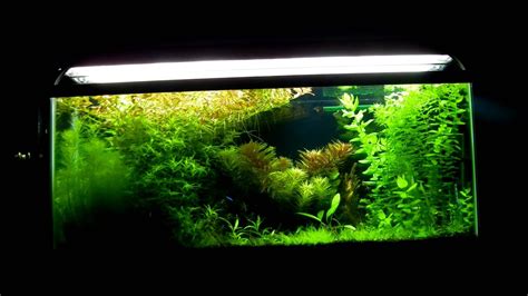 55 Gallon Planted Aquarium YouTube