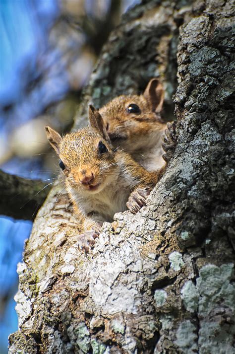 Baby Eastern Gray Squirrels Rich Leighton