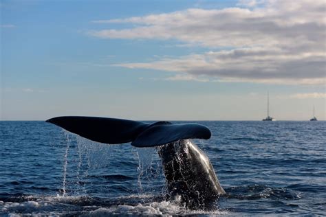 Madeira Bootstour Zur Wal Und Delfinbeobachtung Ab Machico Getyourguide