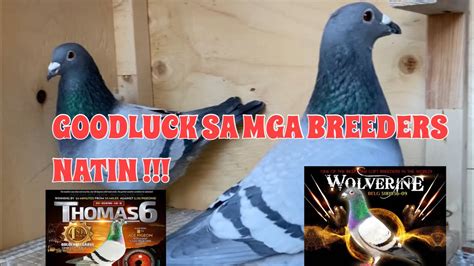 Goodluck Sa Mga Breeders Natin Tips Para Sa Breeding Record Abangan