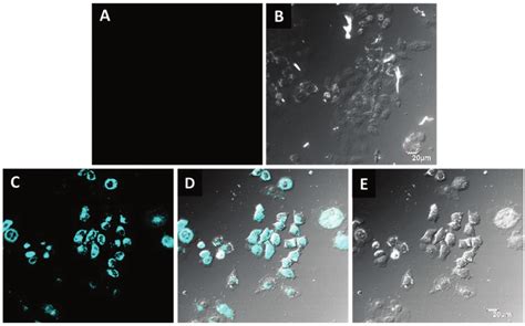 Fluorescence Confocal Microscopy Images Of Living HepG2 Cells Incubated