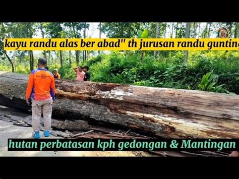 Ngeri Penebangan Pohon Angker Randu Alas Ratusan Th Jurusan Ds