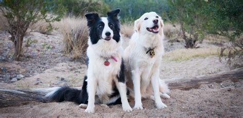 Border Collie Breed Guide Pet Better With Pet Circle