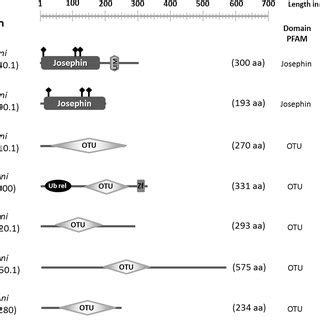 Schematic Diagram Of Conserved Protein Domains In S Mansoni A