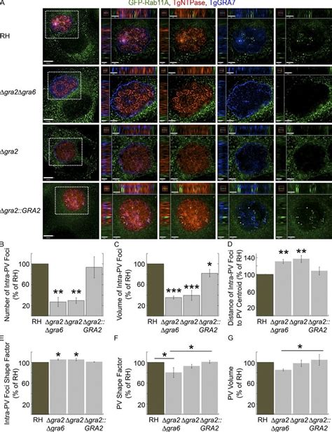 Role Of TgGRA2 And TgGRA6 On The Internalization Of Host GFP Rab11A