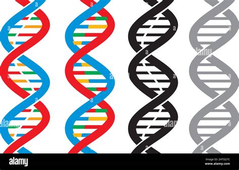 Vector Illustration Dna Strand Icons Stock Vector Image And Art Alamy