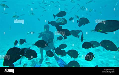 SCUBA diving and Underwater marine life, Lakshadweep, India Stock Photo ...