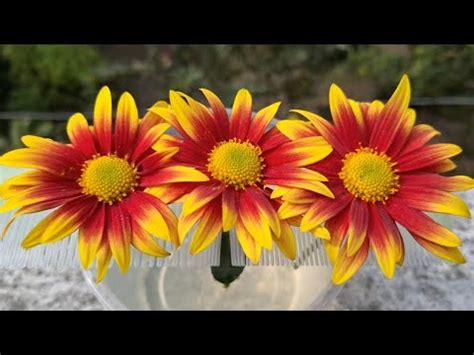 Grow Chrysanthemum Chandramallika Gul E Daudi Mums Cuttings In Water