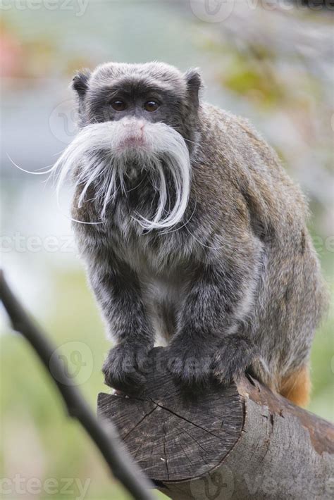 Emperor Tamarin monkey 12185210 Stock Photo at Vecteezy