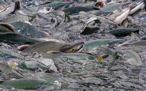 British Columbia Salmon Run Vital Choice Blog