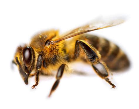 Dettaglio Dell Ape O Dell Ape Mellifica Apis Mellifera Immagine Stock