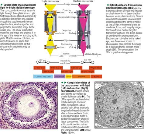 THE CELL | Basicmedical Key