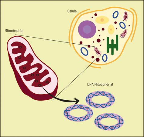 Para Que Serve O Dna Das Mitoc Ndrias Ci Ncia Hojeci Ncia Hoje