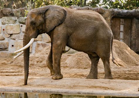 African elephant - Zoo Dresden