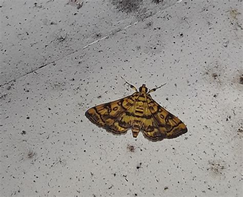 Checkered Apogeshna Moth from El Carmen de Chucurí Santander Colombia