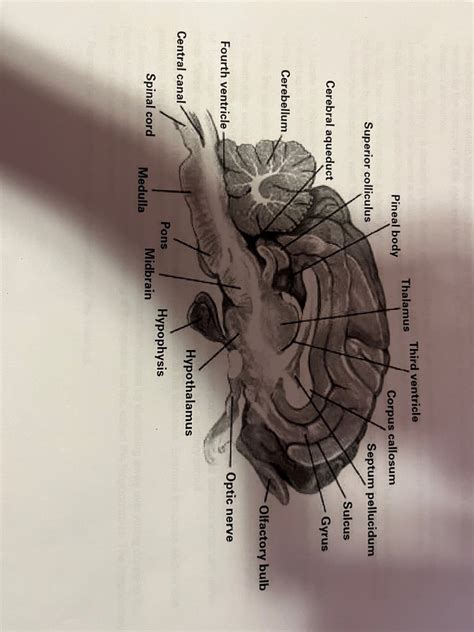 BIO Lab 10 Study Guide Diagram Quizlet