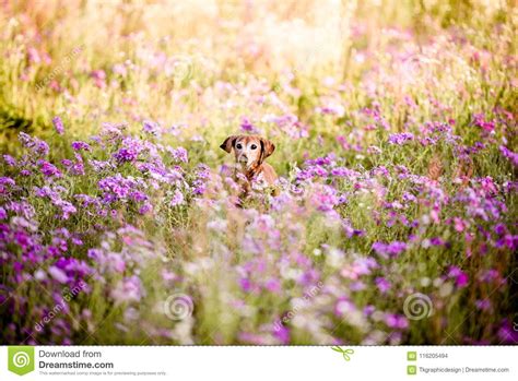 Picture of a Brown Wiener Dog Running Stock Photo - Image of happy, nature: 116205494