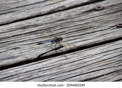 Pretty Dragonfly Insect Belonging Order Odonata Stock Photo