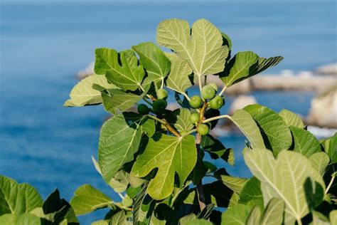 Manojo De Higos Verdes En Una Higuera Contra El Fondo Del Mar Rama De