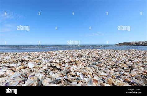 Wallpapers Of Tons Of Seashells By The Sea Of Many Sizes And Types