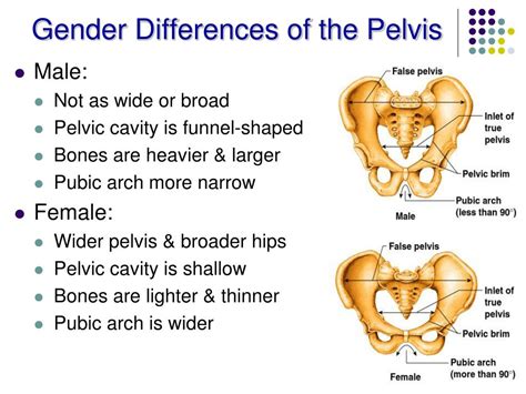 Ppt Skeletal System Powerpoint Presentation Free Download Id2316347