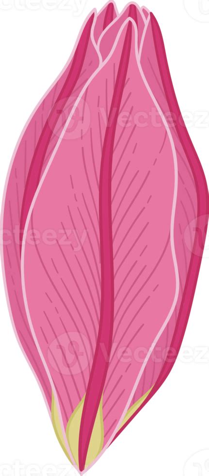 Hand Drawn Pink Lily Flower 8478105 Png