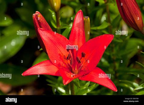 Lilium Asiatic sp, Red Asiatic Lily Stock Photo - Alamy