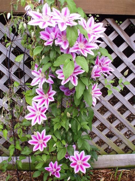 Climbing Clematis Flickr Photo Sharing